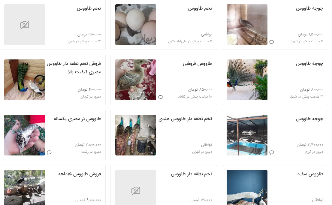 طاووس و جوجه طاووس چند؟