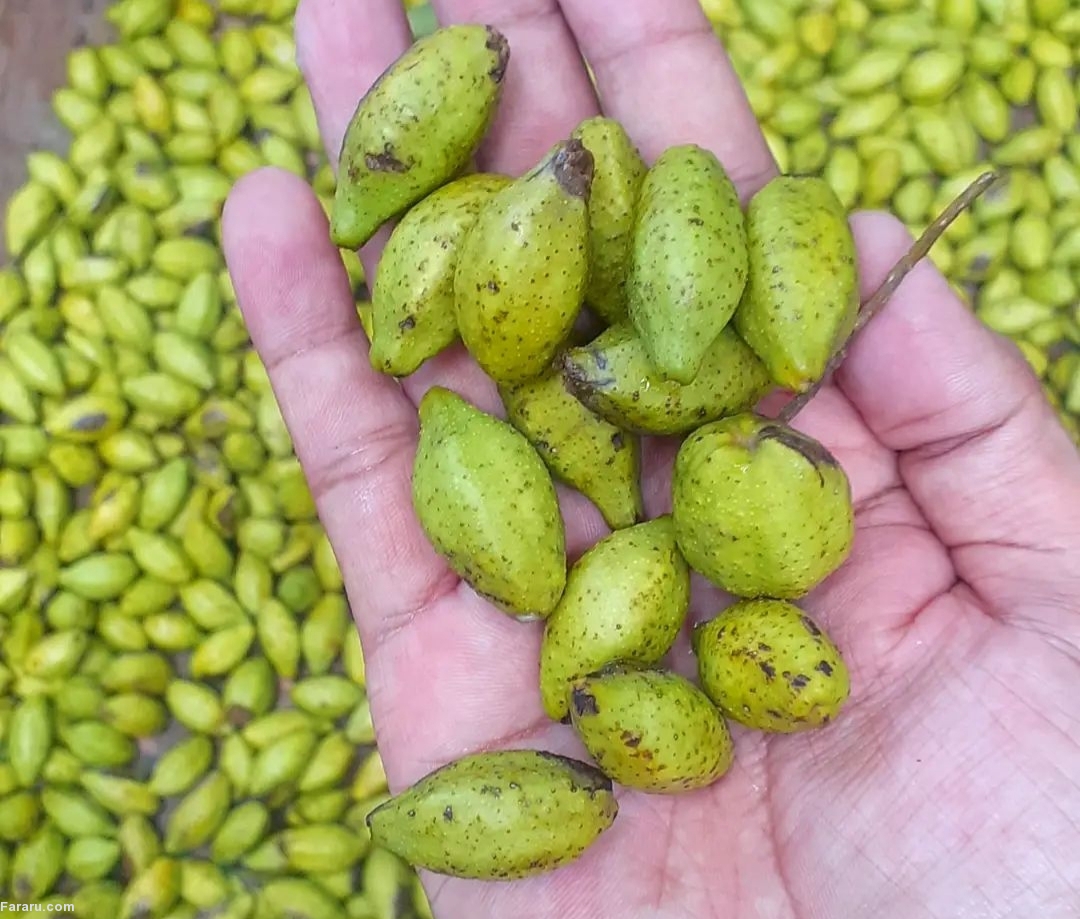 گیاه دارویی