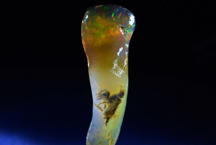 (تصاویر) کشف فسیل یک حشره عجیب در سنگ عقیق