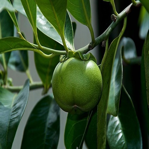 منچینیل