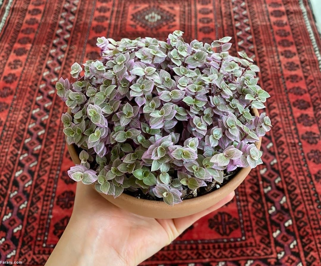 کالیسیا