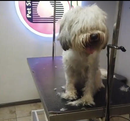 حیوان خانگی