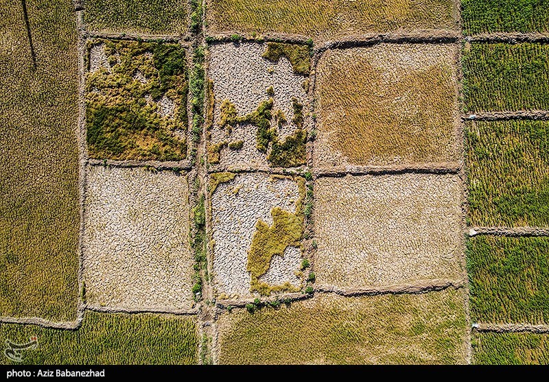 کشکان