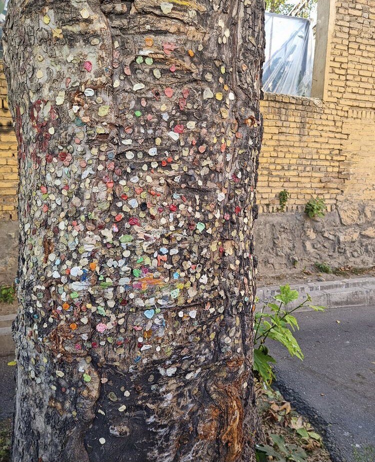 درخت آدامسی 