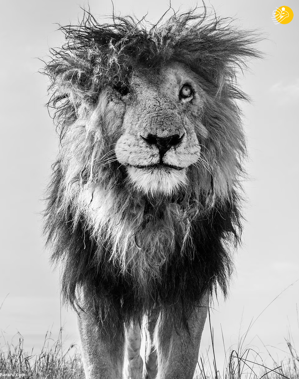 (تصاویر)