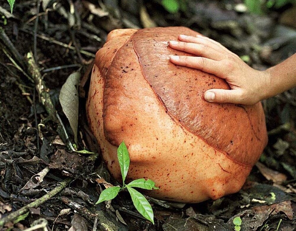 گل