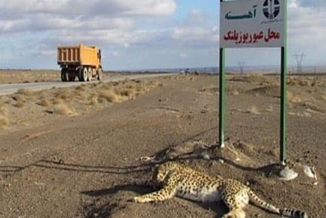 یوزپلنگ