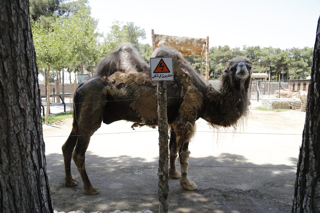 منوی میلیاردی