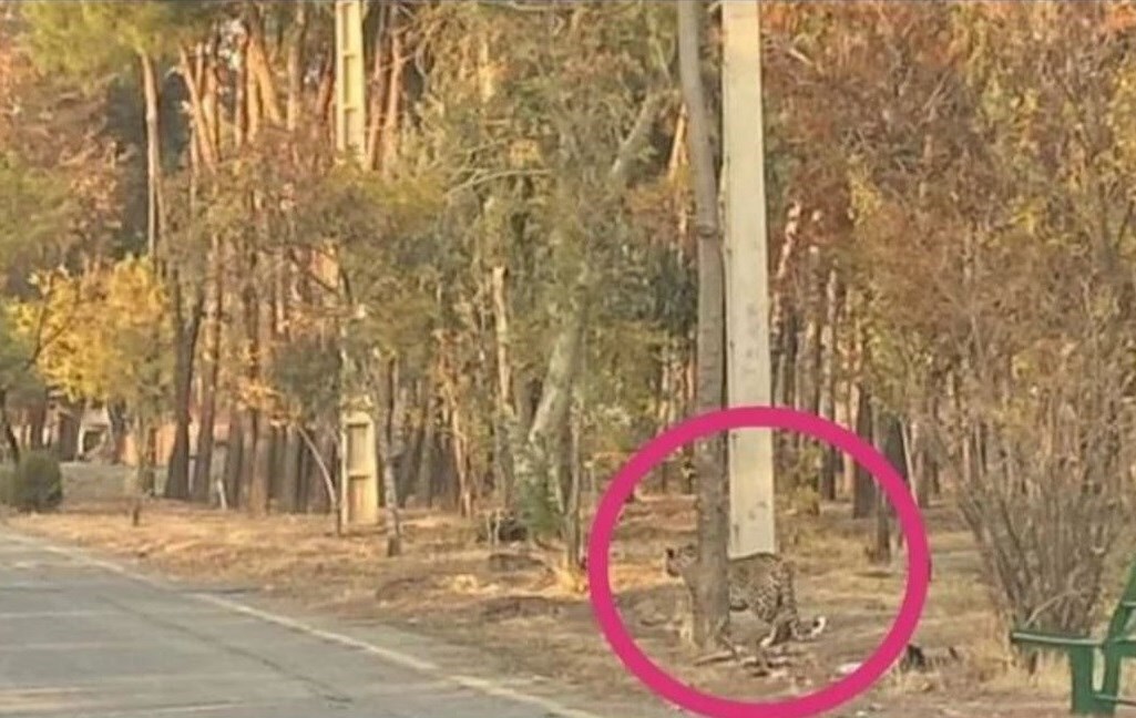 پلنگ در پارک سرخه‌حصار