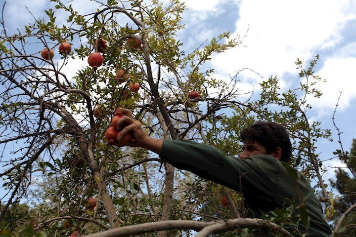 تجویز انار این باغ تهران برای درمان نوزادان