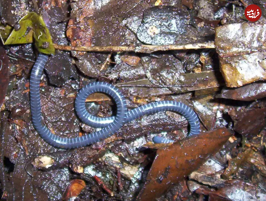 &nbsp;۱۵ مادر سخت کوش در قلمرو حیوانات