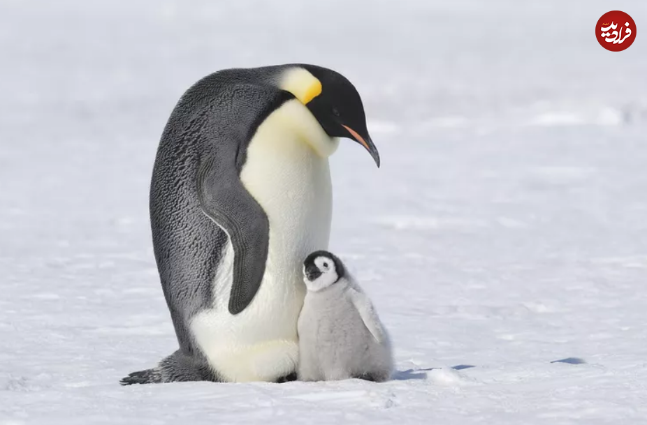 ۱۵ مادر سخت کوش در قلمرو حیوانات ۱۵ مادر سخت کوش در قلمرو حیوانات