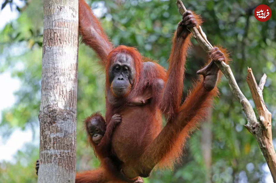 ۱۵ مادر سخت کوش در قلمرو حیوانات ۱۵ مادر سخت کوش در قلمرو حیوانات