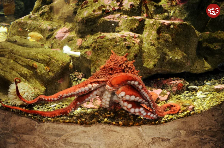 ۱۵ مادر سخت کوش در قلمرو حیوانات ۱۵ مادر سخت کوش در قلمرو حیوانات