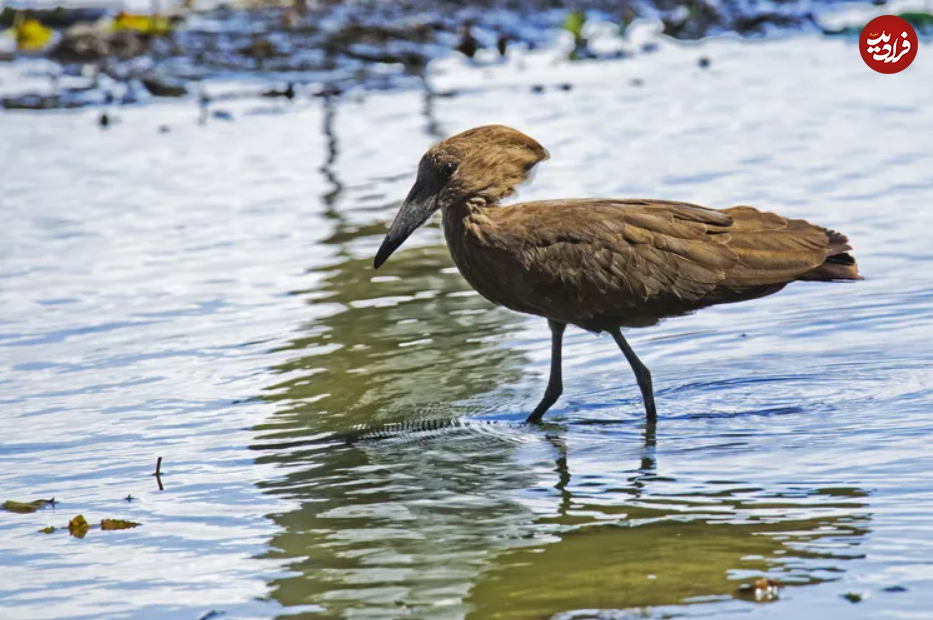 &nbsp;۱۵ مادر سخت کوش در قلمرو حیوانات