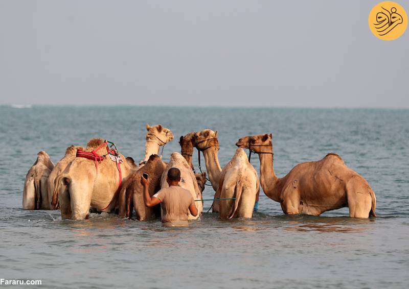 (تصاویر)