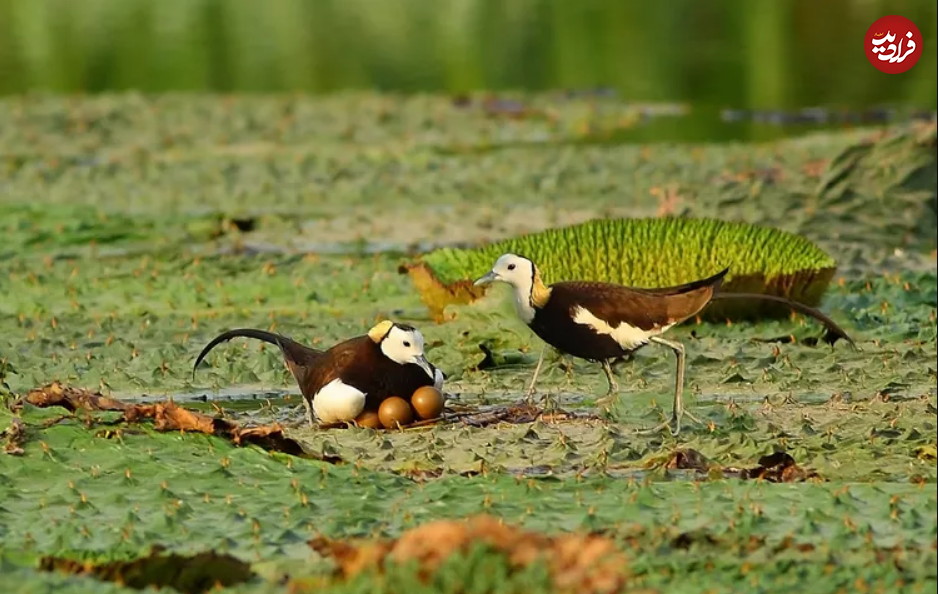 (تصاویر) این ۱۰ حیوان، بهترین پدر‌ها در طبیعت هستند!