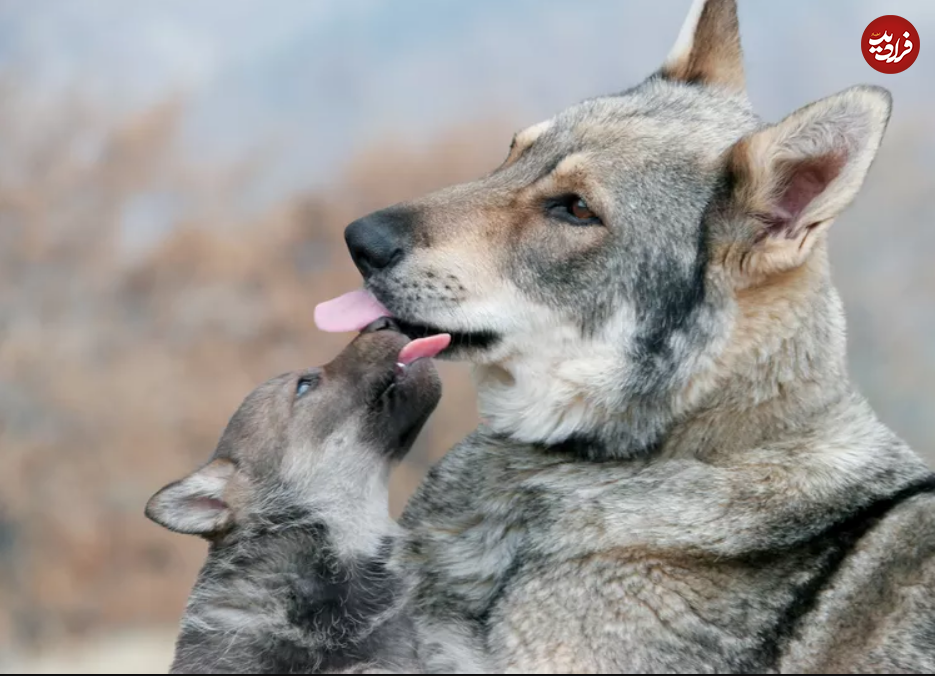 (تصاویر) این ۱۰ حیوان، بهترین پدر‌ها در طبیعت هستند!