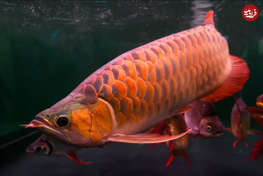 (تصاویر) این ۱۰ حیوان، بهترین پدر‌ها در طبیعت هستند!