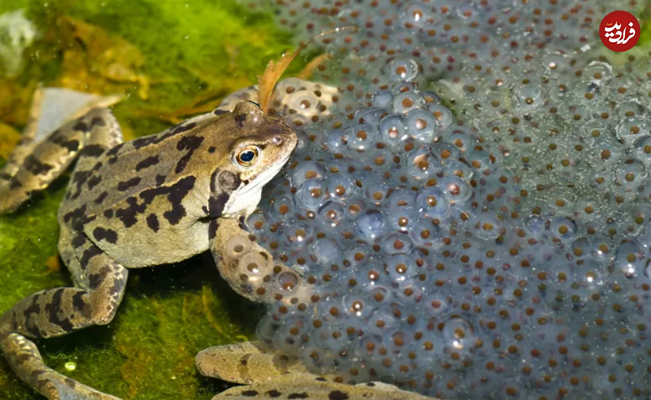 (تصاویر) این ۱۰ حیوان، بهترین پدر‌ها در طبیعت هستند!