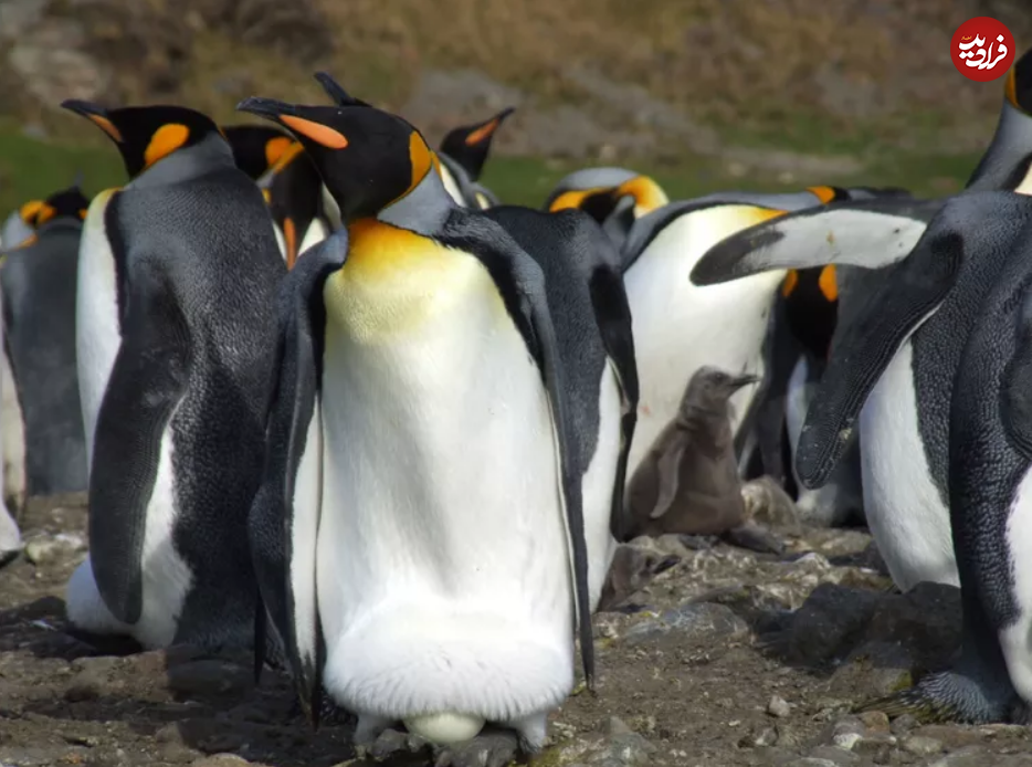 (تصاویر) این ۱۰ حیوان، بهترین پدر‌ها در طبیعت هستند!