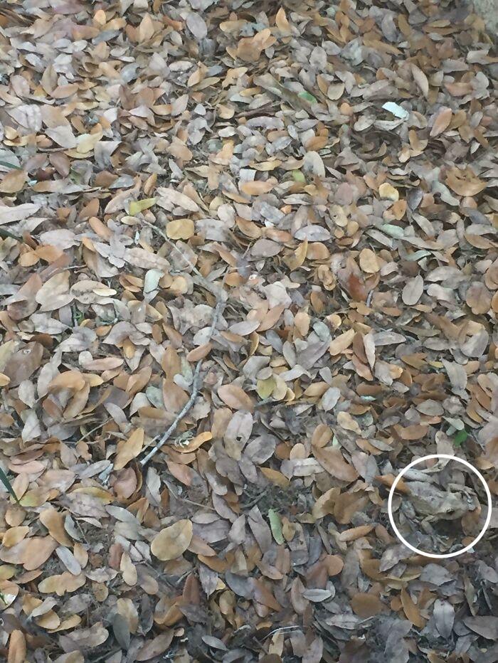 تیزبینی‌تان را با این ۱۲ تصویر به چالش بکشید