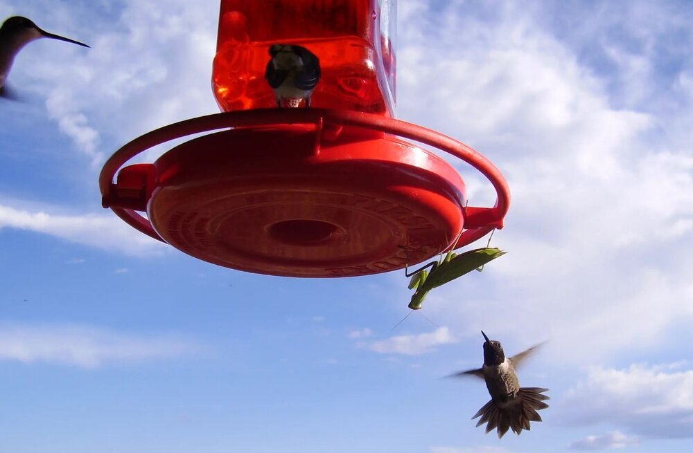 (تصاویر) حشره ترسناک پرنده شکار کرد