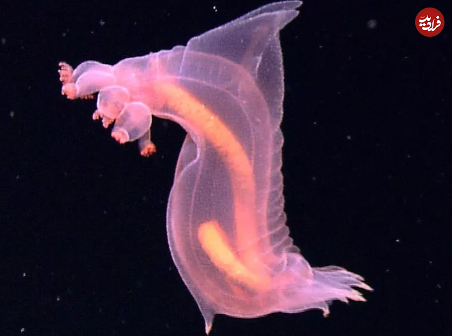 (تصاویر) ۱۱ حیوان شفاف شگفت انگیز با پوست شیشه‌ای