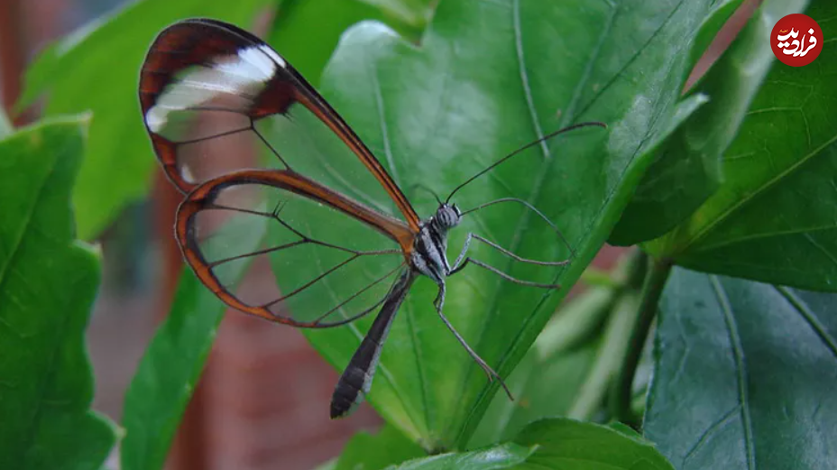 (تصاویر) ۱۱ حیوان شفاف شگفت انگیز با پوست شیشه‌ای