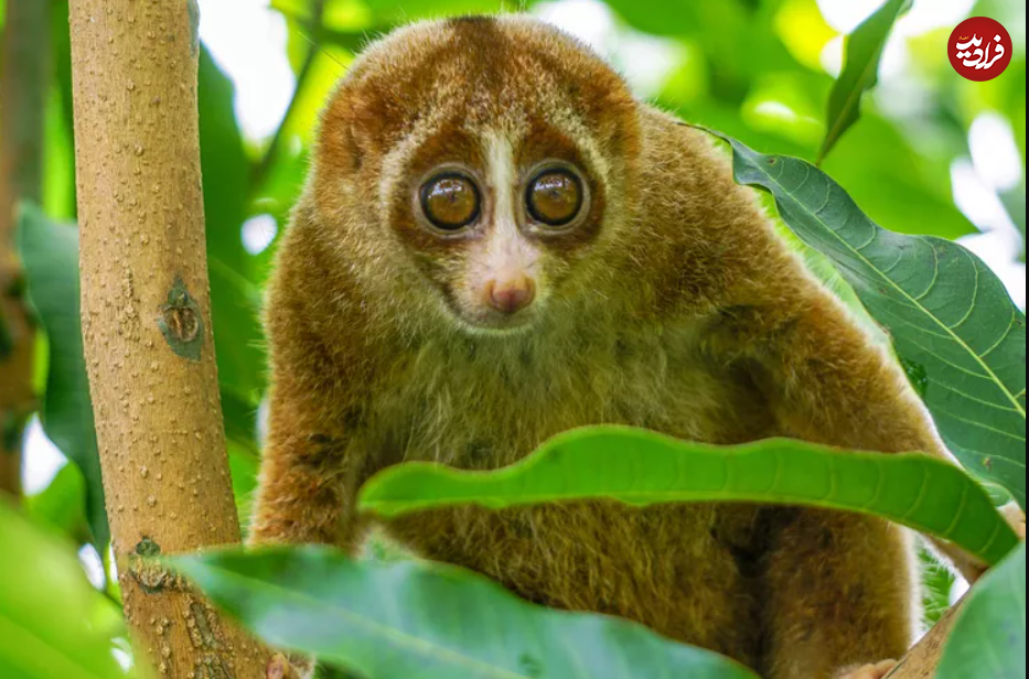 (تصاویر) گول ظاهر این ۱۵ حیوان بامزه، اما کشنده را نخورید!