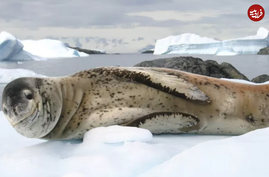 (تصاویر) گول ظاهر این ۱۵ حیوان بامزه، اما کشنده را نخورید!