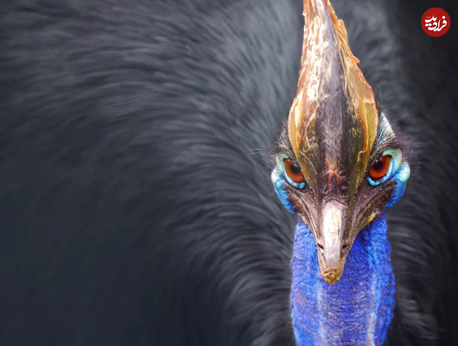 (تصاویر) گول ظاهر این ۱۵ حیوان بامزه، اما کشنده را نخورید!