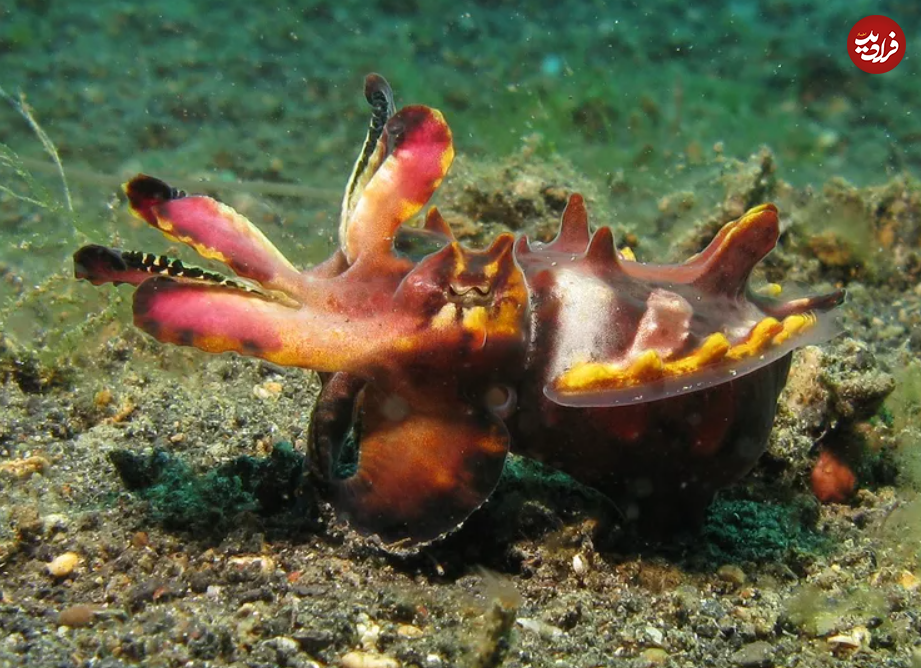 (تصاویر) گول ظاهر این ۱۵ حیوان بامزه، اما کشنده را نخورید!