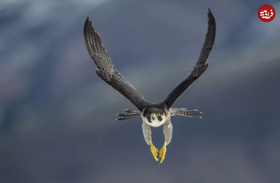 این ۱۵ حیوان، سریع‌ترین جانواران زمین هستند