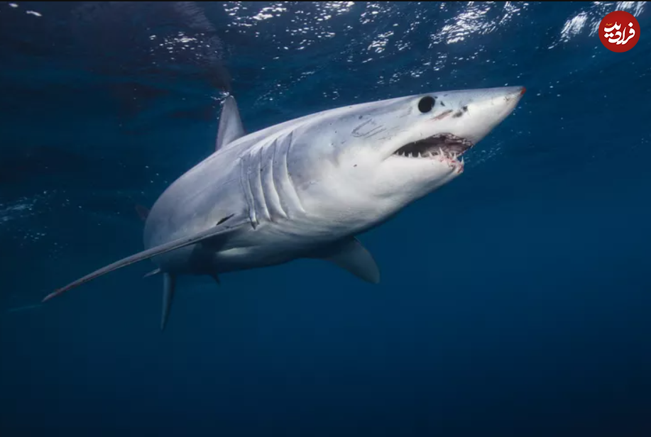 این ۱۵ حیوان، سریع‌ترین جانواران زمین هستند