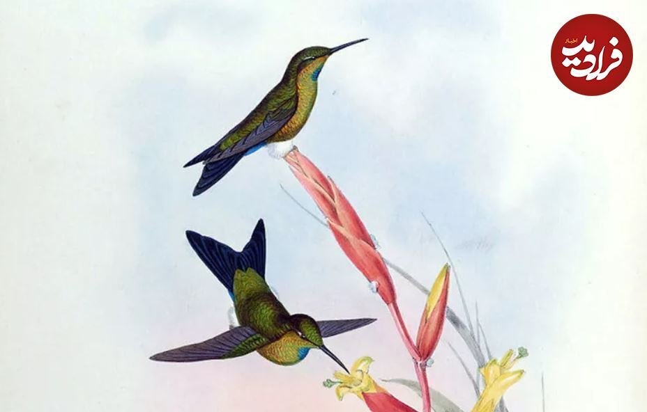 (تصاویر) این ۶ پرنده خارق العاده در طول دو قرن اخیر منقرض شدند!