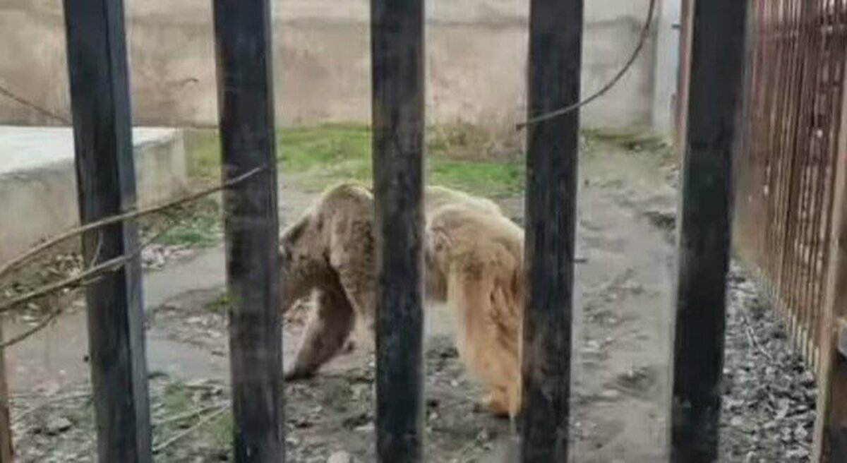 خرس قهوه‌ای