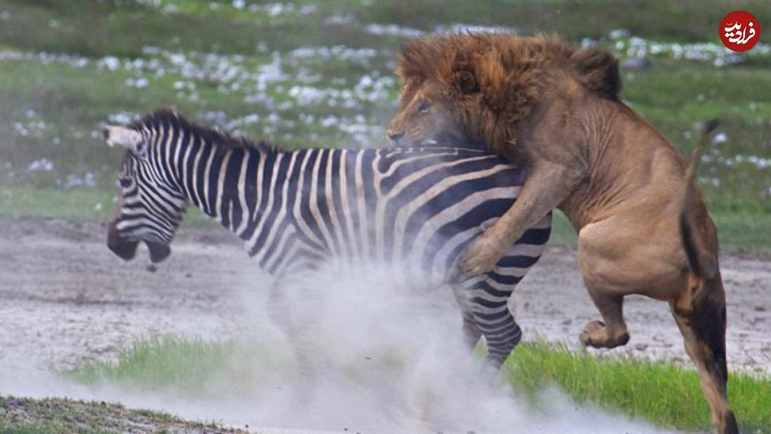 (تصاویر) درس عبرتی که گورخر با جفتک به شیر نر غول پیکر داد!