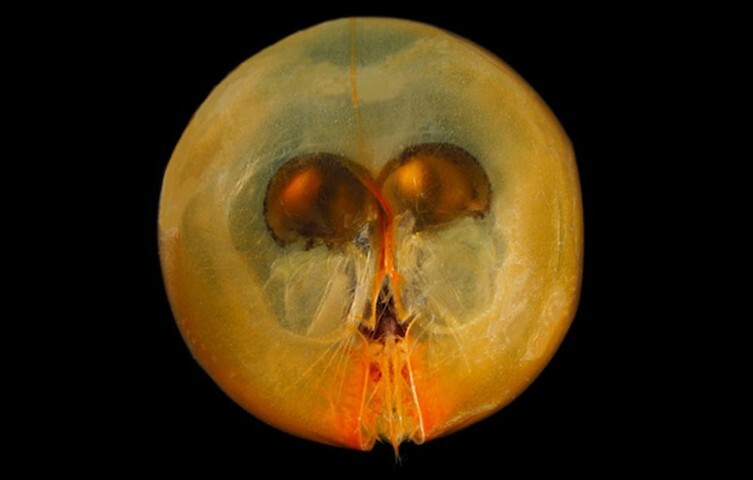 (تصاویر) این حیوانات اعجاب‌انگیزترین چشمان را دارند