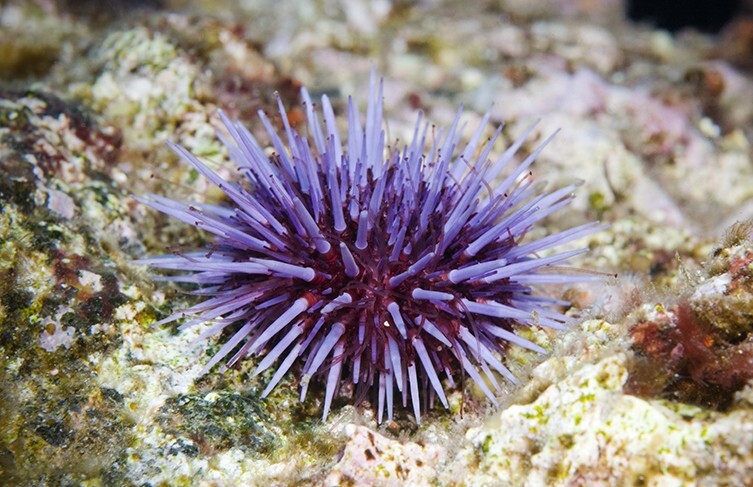 (تصاویر) این حیوانات اعجاب‌انگیزترین چشمان را دارند