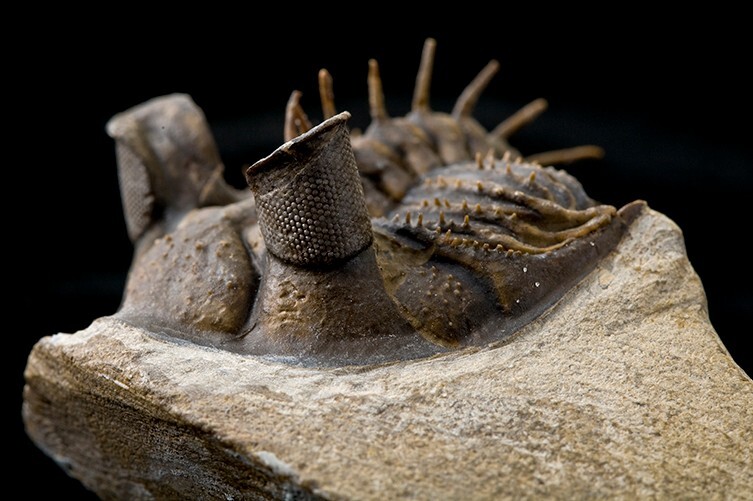 (تصاویر) این حیوانات اعجاب‌انگیزترین چشمان را دارند