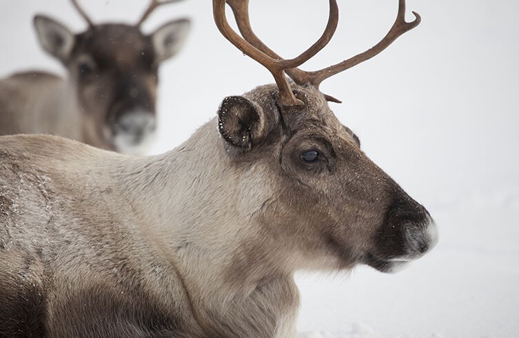 (تصاویر) این حیوانات اعجاب‌انگیزترین چشمان را دارند