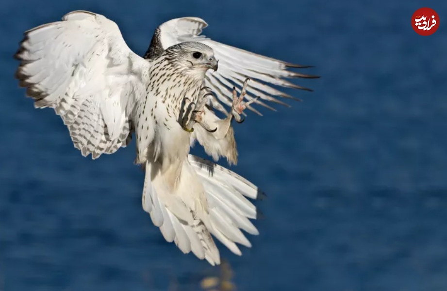 یوزپلنگ‌های آسمان؛ با سریع‌ترین پرندگان جهان آشنا شوید!