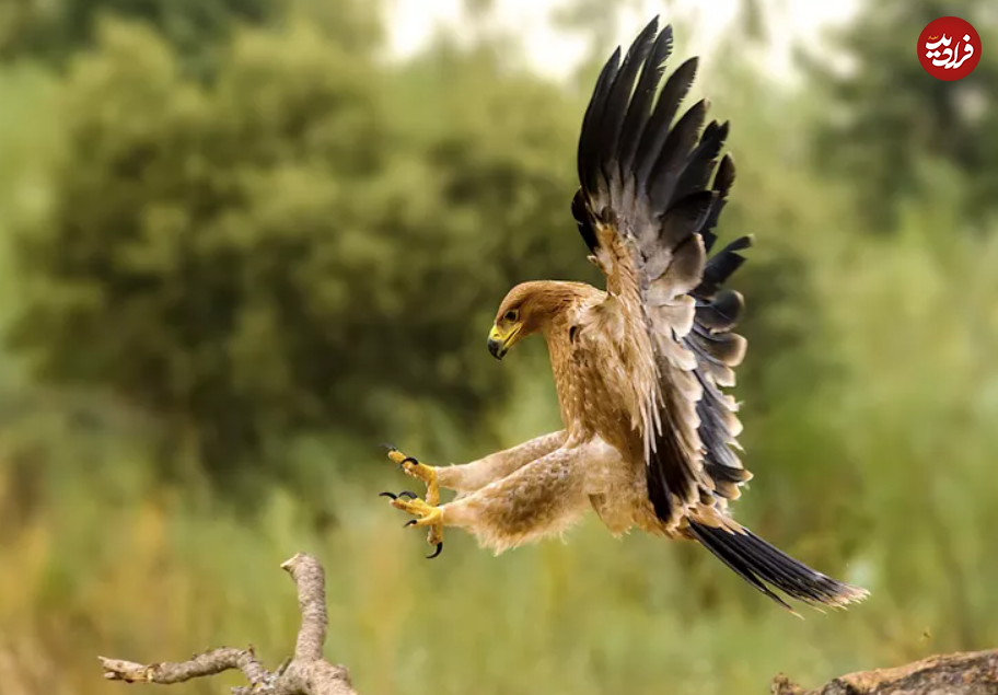 یوزپلنگ‌های آسمان؛ با سریع‌ترین پرندگان جهان آشنا شوید!