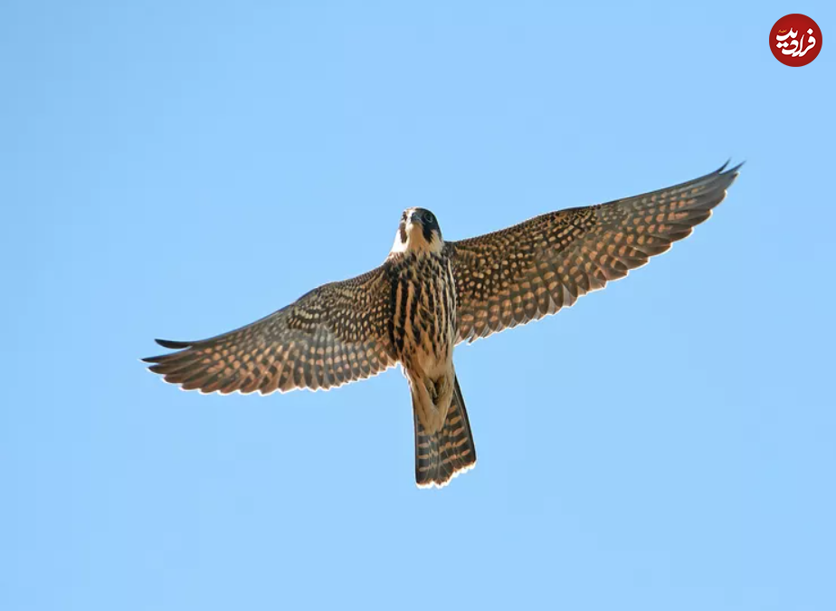 یوزپلنگ‌های آسمان؛ با سریع‌ترین پرندگان جهان آشنا شوید!