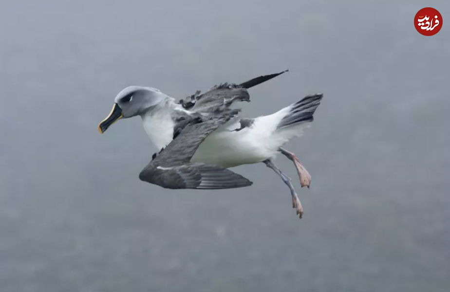یوزپلنگ‌های آسمان؛ با سریع‌ترین پرندگان جهان آشنا شوید!