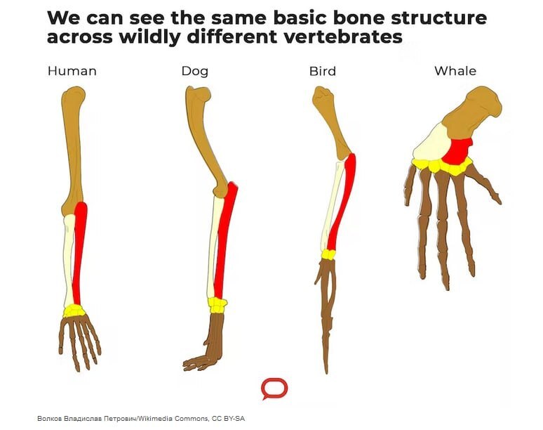 گونه های اجدادی