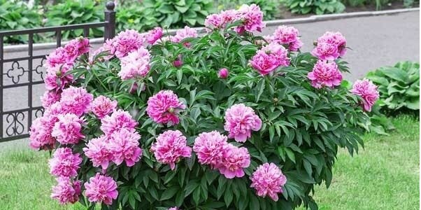 گل صد تومنی