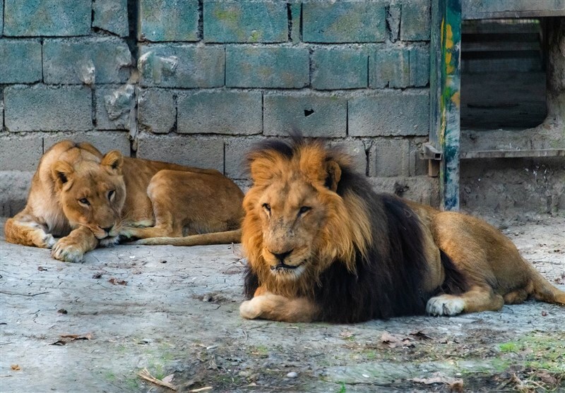 (ویدئو) فیلم باغ وحش طاهرده ساری چگونه منتشر شد؟