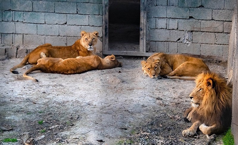 (تصاویر)